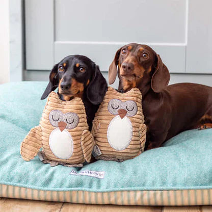 フクロウのオリー