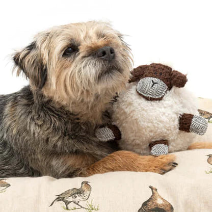 ヒツジのシェルビー