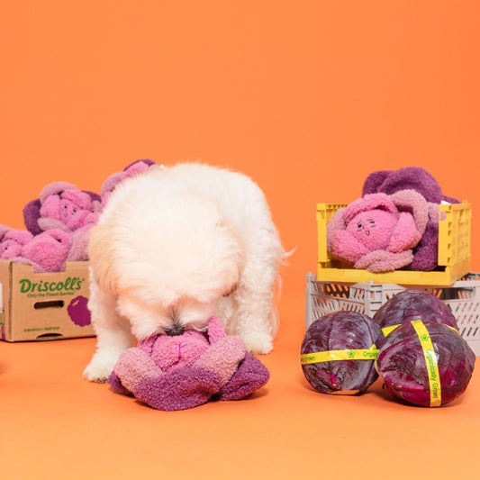 赤キャベツのノーズワークトイ